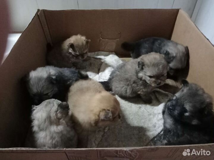 Щенки шпица