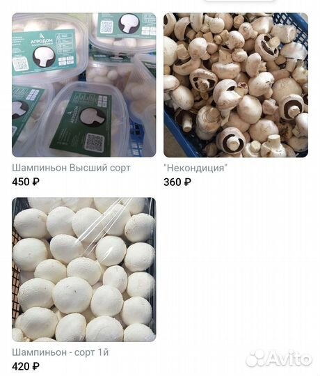 Шампиньон Грибы