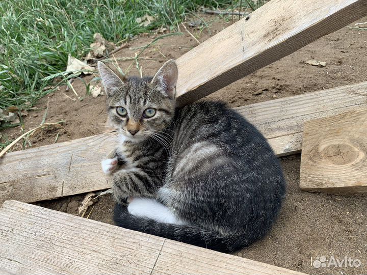 Котята бесплатно