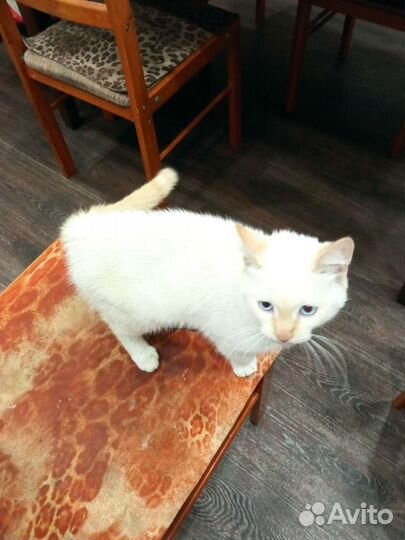 4 месячный котик Зефирчик отдаю в добрые руки