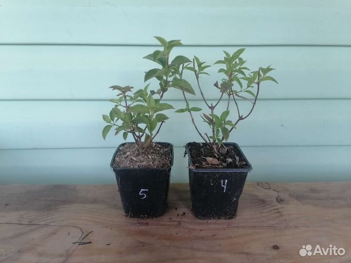 Гортензия метельчатая расспрадажа