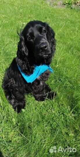 Вязка спаниель