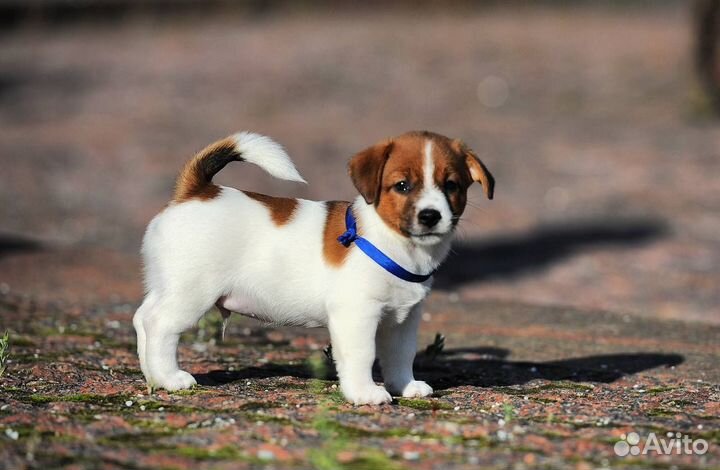 Джек рассел терьер гладкошерстный кобель