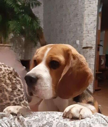 Бигль вязка