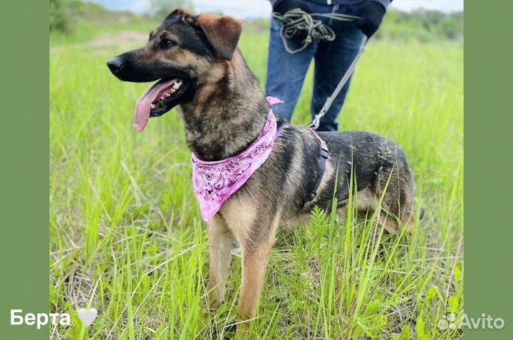 Берта живет в приюте