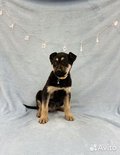 Щенок мальчик