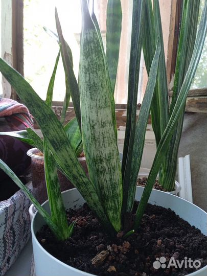 Сансевиерия Грин Рейн с деткой
