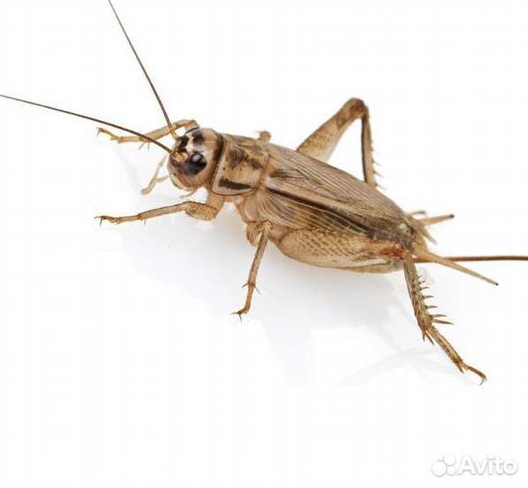 Сверчки разные, мучной червь, кормовые тараканы