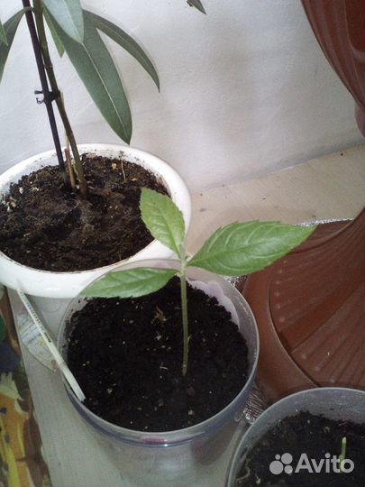 Мушмула японская, лонган, фейхоа, личи, авокадо