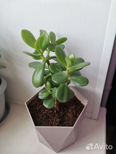 Толстянка крассула