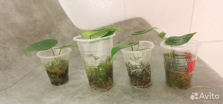 Алоказия детки