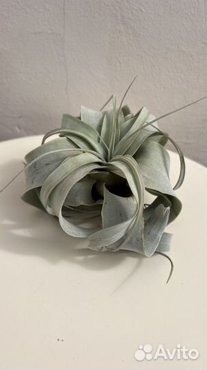 Тилландсии