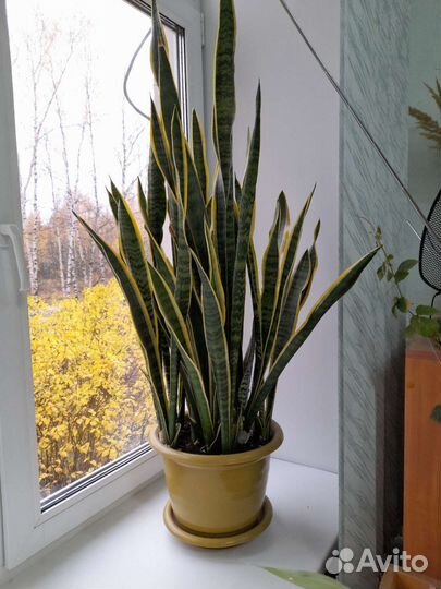 Сансевиерия