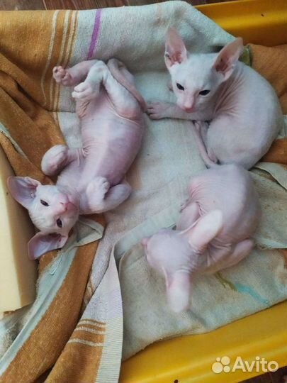 Ждём кошечку на вязку