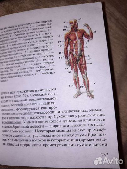 Анатомия человека