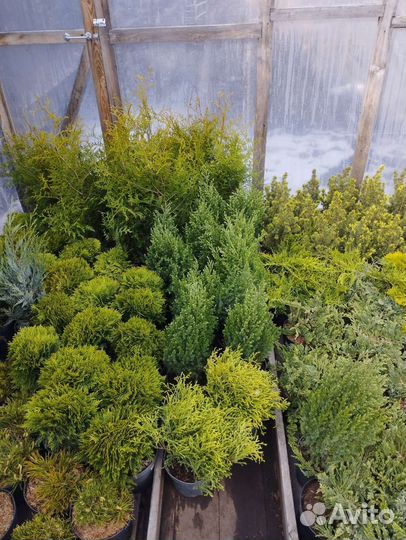 Хвойные растения для вашего сада