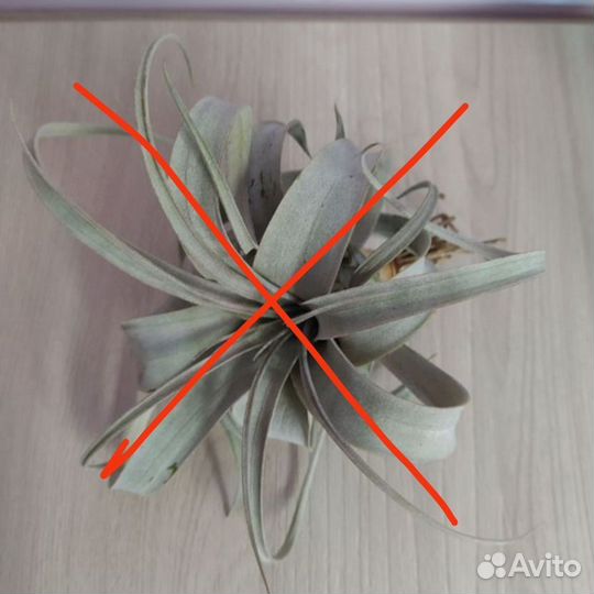 Тилландсии атмосферные