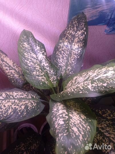 Диффенбахия