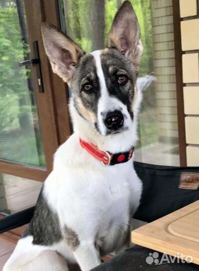 Отдам бесплатно щенки