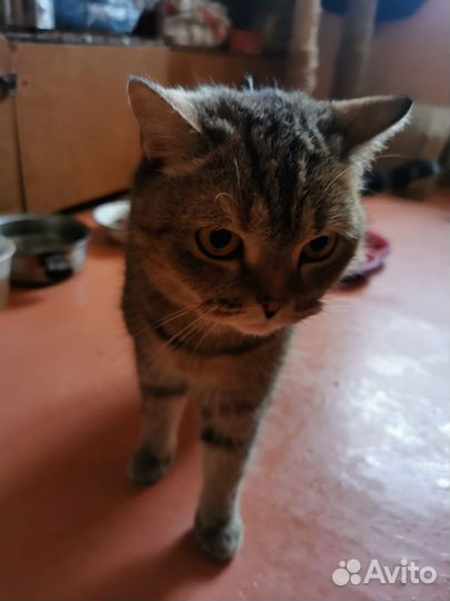 Кошечка в ответственные руки