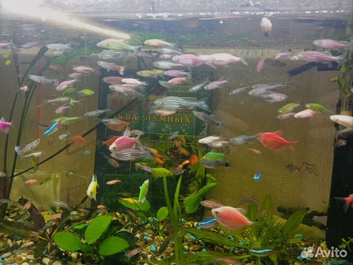 Рыбки Данио, гуппи