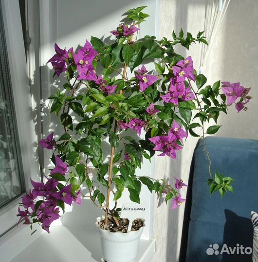 Укорененные черенки бугенвиллии