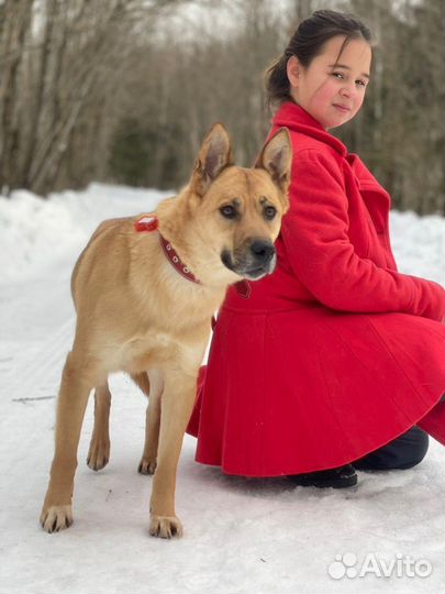 Красавица по имени альма