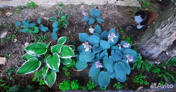 Самшиты, бересклеты, хосты