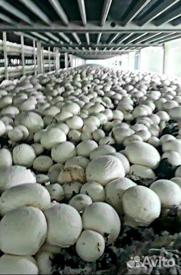 Продаю удобрения