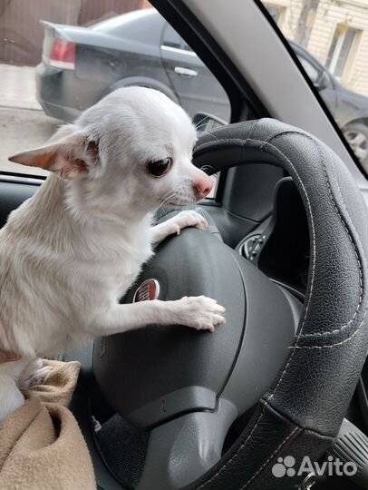 Выгул собак