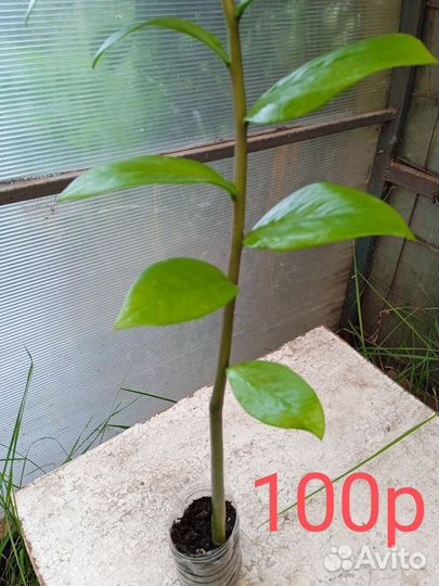 Замиокулькас (долларовое дерево)