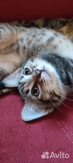 Котёнок кошечка