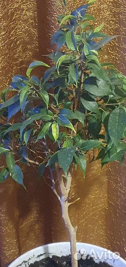 Фикус бенджамина