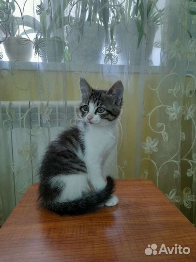 Отдам котенка в добрые руки