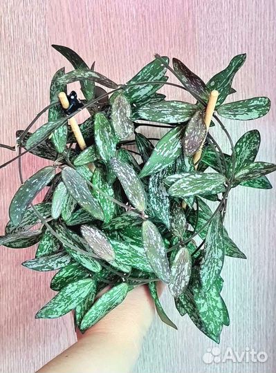 Хойя на срез