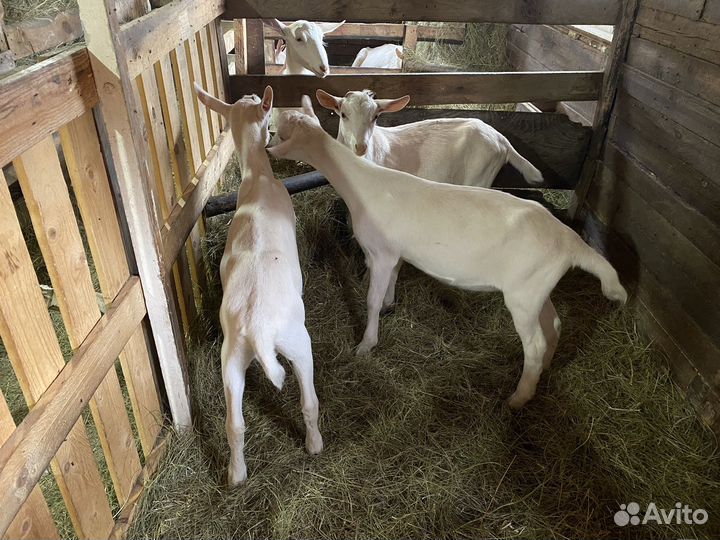 Козлята дойной зааненской козы чистокровные