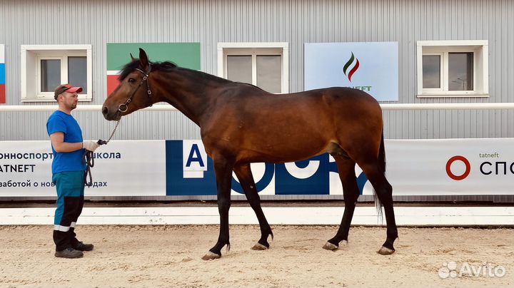 Продается лошади, рысаки