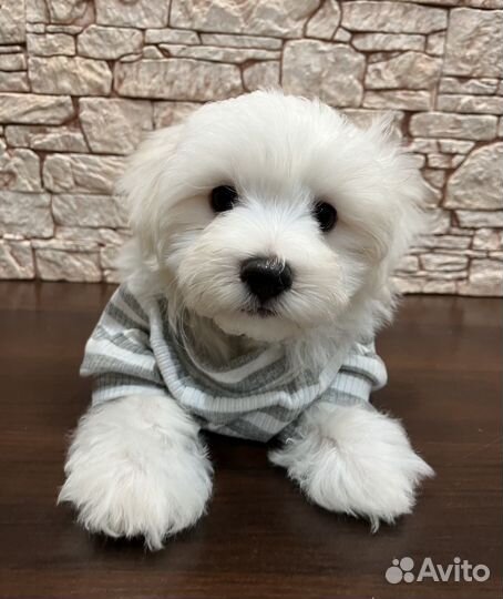 Мальтезе вязка