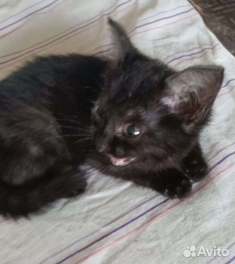 Котëнок девочка ищет дом