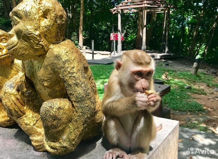 Лучшая карта Пхукета Секретные места