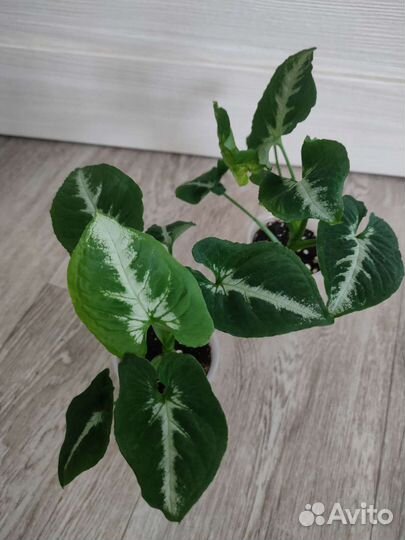 Сингониум Маранта Нетатантус Каллизия и др