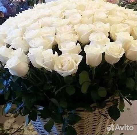 101 роза цветы букеты доставка 25 51 101 роза