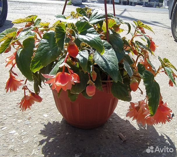 Бегония ампельная, беллекония