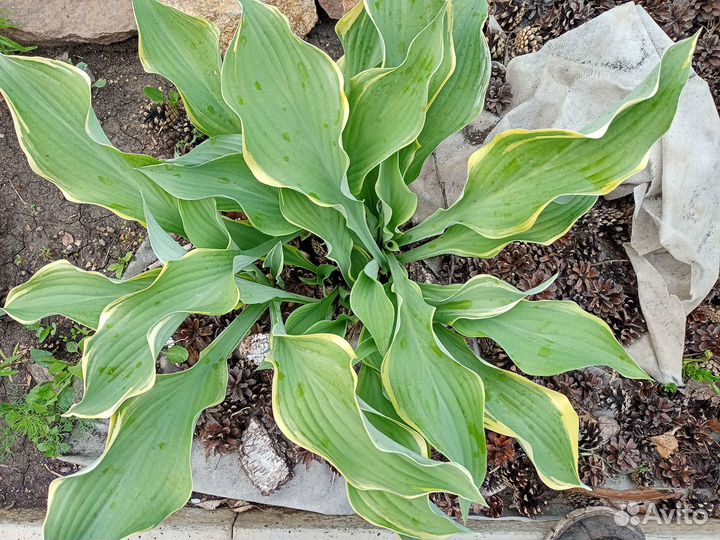 Многолетники садовые