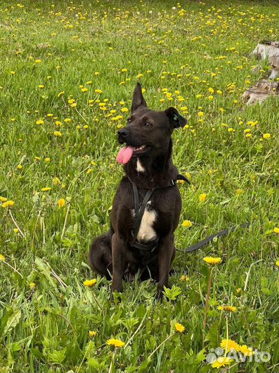 Собака в добрые руки