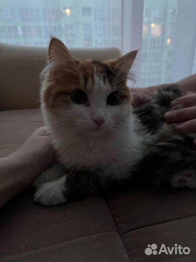 Кошечка в добрые руки