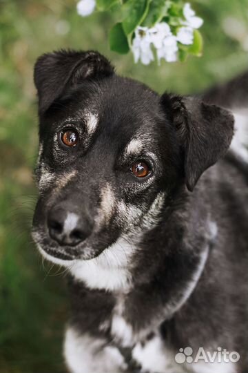 Небольшая собачка в добрые руки отдам бесплатно