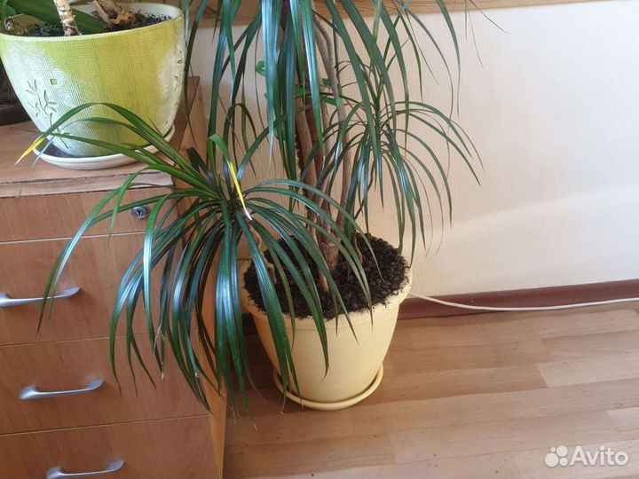 Пальма драцена