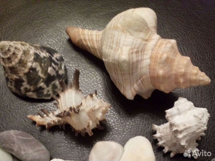 Ракушки морские