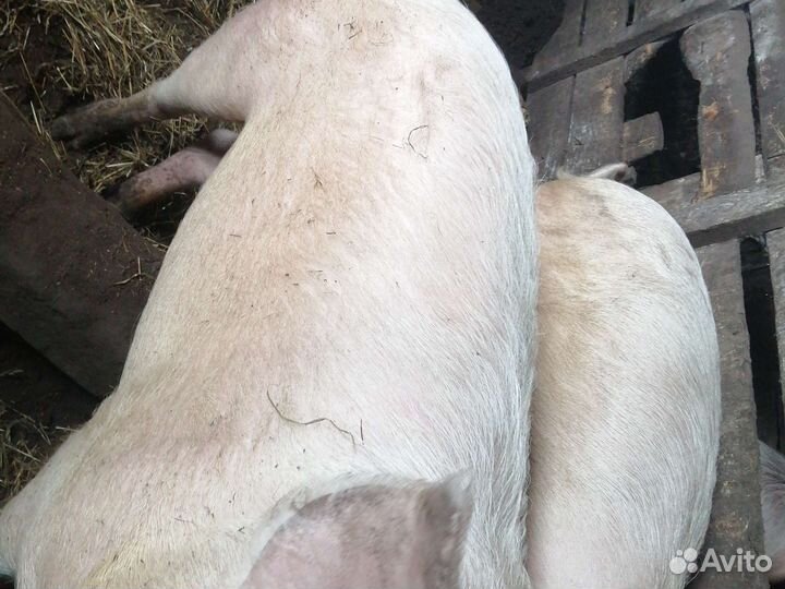 Поросята на мясо домашние